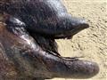 جثة متعفنة للكائن البحرى الغريب على شواطئ ناميبيا (3)                                                                                                                                                   