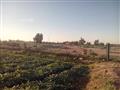 الحقول الزراعية حول منطقة بئر غاز دسوق في كفرالشيخ                                                                                                                                                      