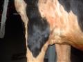 وضوح ظهور مرض العُقد الجلدي في أحد رؤس البقر بكفرالشيخ                                                                                                                                                  