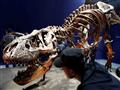 عرض أول هيكل حقيقي لديناصور عمره 67 مليون عام في متحف فرنسي (صورة)                                                                                                                                      