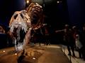 عرض أول هيكل حقيقي لديناصور عمره 67 مليون عام في متحف فرنسي (صورة)                                                                                                                                      