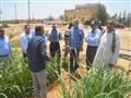 محافظ المنيا يتفقد إحدى زراعات قصب السكر بالصحراي