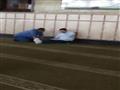 علاء مبارك  يظهر بمسجد الحسين (5)                                                                                                                                                                       
