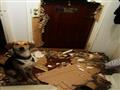 كلاب اختبرت صبر أصحابها.. أحدثت كوارث في ممتلكاتهم (5)                                                                                                                                                  