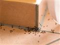 بالقرفة والخل.. 5 حيل للتخلص من نمل الصيف بمكونات 