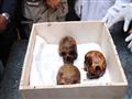 الجماجم المكتشفة في تابوت الإسكندرية (3)                                                                                                                                                                