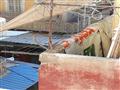 ظهور ثعبان بحي العرب في بورسعيد2                                                                                                                                                                        