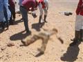 جثث مصريين متحللة في صحراء ليبيا (ارشيفية)