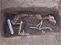 دفنات آدمية وحيوانية ترجع لعصر ما قبل الأسرات بالد