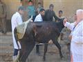 تطعيم الماشية من فريق جامعة السادات                                                                                                                                                                     