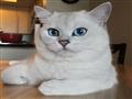   قطة تسحر مئات الآلاف بعيونها الزرقاء                                                                                                                                                                  