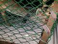 الشرطة تحرر غزال معروض للبيع بالإسكندرية وتسلمه لحديقة الحيوان (4)                                                                                                                                      