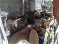 أسواق الماشية (2)                                                                                                                                                                                       