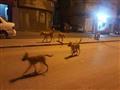 الكلاب في قرى دمياط                                                                                                                                                                                     