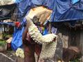 سوق زهور في مدينة كلكتا الهندية (11)