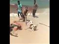 رواد الشاطئ يحاولون إبعاد كلب عن جثة المجنى عليه                                                                                                                                                        