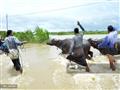مزارعون يتنقلون عبر مياه الفيضانات                                                                                                                                                                      