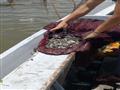 أسماك زريعة مخالفة للصيد جرى ضبطها في الحملة الامنية