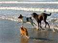 فسح الكلب.. أول شاطئ مخصص للكلاب فقط بالساحل الشمالي (8)                                                                                                                                                