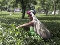 مزارع الشاي بالهند (4)                                                                                                                                                                                  