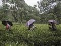 مزارع الشاي بالهند (5)                                                                                                                                                                                  
