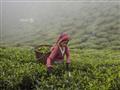 مزارع الشاي بالهند                                                                                                                                                                                      