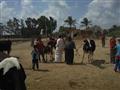 اقبال من المواطنين على القافلة البيطرية بقرية العقايدة مركز مطوبس                                                                                                                                       