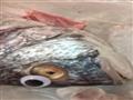 غش الأسماك في الكويت بـ"عيون صناعية"                                                                                                                                                                    