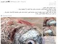 غش الأسماك في الكويت بـ"عيون صناعية"                                                                                                                                                                    