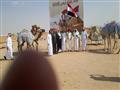 مشاركة قبائل جنوب سيناء في سباق الهجن بالسعودية  (2)                                                                                                                                                    