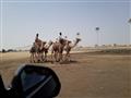 مشاركة قبائل جنوب سيناء في سباق الهجن بالسعودية  (7)                                                                                                                                                    