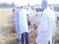 أطباء الزراعة يحصنون الماشية ضد الحمى القلاعية (2)                                                                                                                                                      