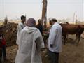 أطباء الزراعة يحصنون الماشية ضد الحمى القلاعية (4)                                                                                                                                                      