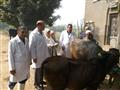 أطباء الزراعة يحصنون الماشية ضد الحمى القلاعية (5)                                                                                                                                                      