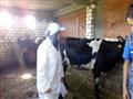 أطباء الزراعة يحصنون الماشية ضد الحمى القلاعية (7)                                                                                                                                                      
