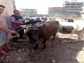 حملات بيطرية لتحصين الماشية ضد الحمى القلاعية بالم