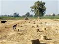 قش ارز جرى كبسه في مساحة زراعية في كفرالشيخ
