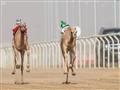 سباق ولي العهد للهجن - ارشيفية