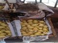 ركود في أسواق الفاكهة بالإسكندرية بعد غلاء الأسعار (4)                                                                                                                                                  