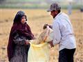 حصاد القمح فى القليوبية تصوير احمد جمعة 2-5-2018 (8)