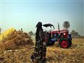 حصاد القمح فى القليوبية تصوير احمد جمعة 2-5-2018 (12)