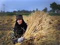 حصاد القمح فى القليوبية تصوير احمد جمعة 2-5-2018 (