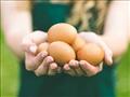 زيادة إنتاج البيض