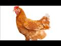  علماء يدخلون تعديلًا وراثيًا على الدجاج لإنتاج بي