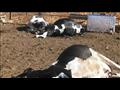 ماشية نافقة في السودان بسبب حمى الوادي المتصدع