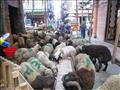 أسواق الماشية بالإسكندرية