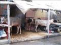 أسواق الماشية بالإسكندرية