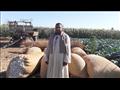 مزارعو القطن في أسيوط يشكون تأخر تسويق محصول القطن