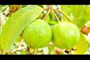فوائد أوراق الجوافة