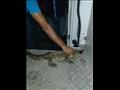 الإمساك بتمساح في بورفؤاد (2)